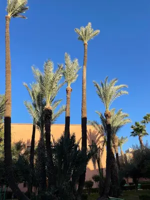 a group of palm trees in front of a building at Riad Majestic Marrakech in Marrakech