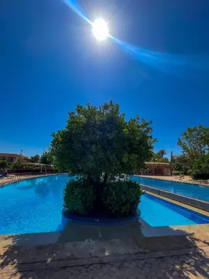 a tree in the middle of a swimming pool at Au cœur de la palmeraie de Marrakech in Marrakech