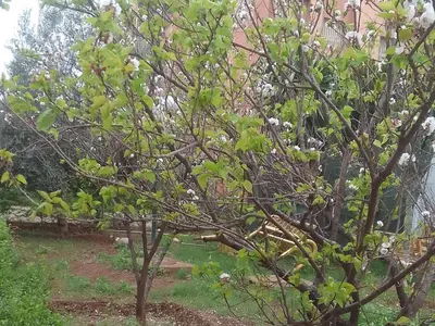 a tree with white flowers on it in a yard at Angel Appartement in Marrakech