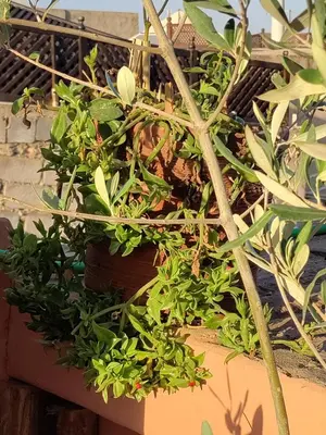 a group of potted plants sitting on a ledge at maison noé , residence al quaria ab40 in Marrakech