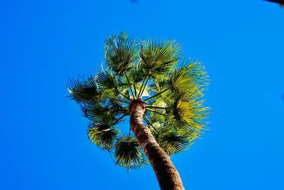a palm tree with a blue sky in the background at Riad hotel Cecil in Marrakech
