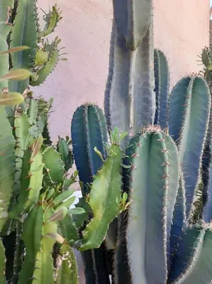a group of green cactus needles on a wall at Riad Nour, Maison de charme. in Marrakech