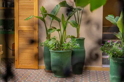 three green vases with plants in them on a wall at Hotel & Riad Veridis in Marrakech