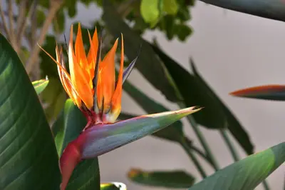 a red and orange flower on a plant with leaves at Riad Palau Marrakech in Marrakech