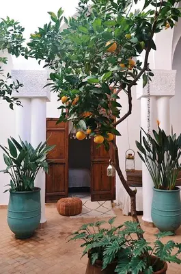 an orange tree in a room with two potted plants at NOSADE Venue in Marrakech