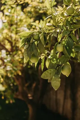 a tree with lots of green fruit on it at Villa Ayani in Marrakech