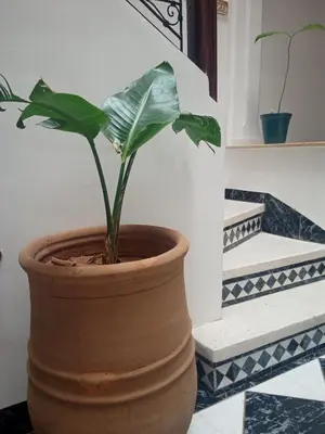 a potted plant in a pot next to stairs at Riad Sun and Swim Marrakech in Marrakech