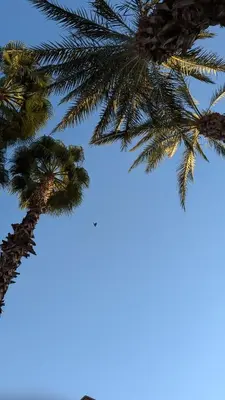 a group of palm trees against a blue sky at Riad almohafidon in Marrakech