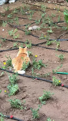an orange cat laying on the ground in the dirt at Modern Garden-Level Apartment with Pool & Jacuzzi in Marrakech