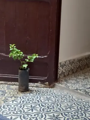 a potted plant sitting in front of a door at Juli's in Marrakech