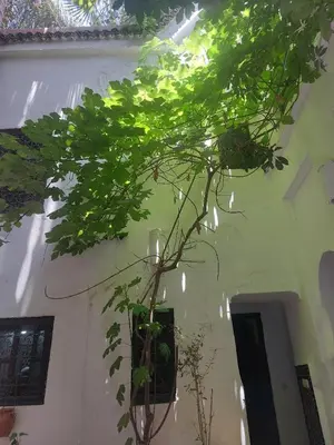 a plant in a vase next to a wall at Riad Dar Lalla Fatna in Marrakech