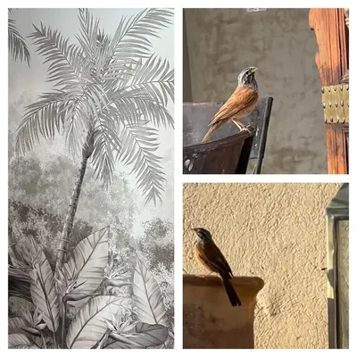 a bird sitting on a chair next to a palm tree at Riad Panthera, Médina in Marrakech