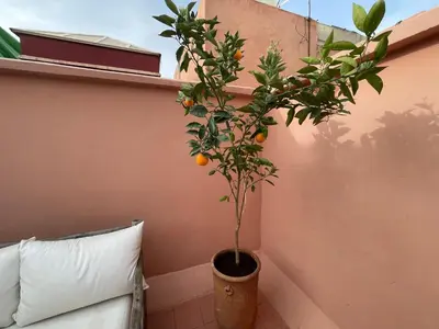 an orange tree in a pot next to a wall at Riad Dilia in Marrakech
