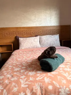 a cat sitting on a pillow on a bed at Julie Airport Marrakech Apartments in Marrakech