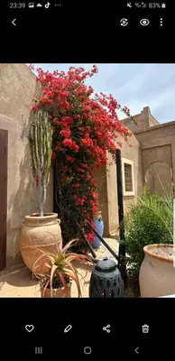 a group of plants in large pots with red flowers at Villa Bohème Havre de paix, piscine chauffée,4 Suites in Marrakech
