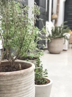 a group of potted plants in pots on a porch at Riad Dar-K in Marrakech