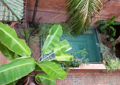 a large green plant in front of a window at Riad Amirat Al Jamal in Marrakech