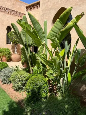 a garden of plants in front of a building at Dar Anacaona in Marrakech