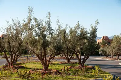 a group of trees on the side of a road at Palacio Hôtel Condominium Marrakech in Marrakech