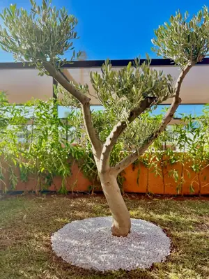 a small tree on a rock in the grass at Noria cosy & chic jardin privé in Marrakech
