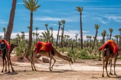 three camels in the desert with palm trees at Zen & Chic - Marrakech Downtown in Marrakech