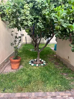 a tree in a garden with rocks around it at Villa La Baraka in Marrakech