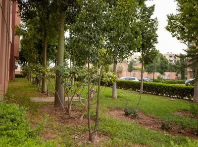 a row of trees in a park next to a building at Élégant appart 2chambre, terrasses,proche Gueliz&parking in Marrakech