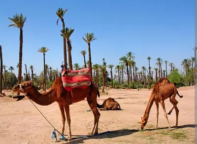 a camel tied to a palm tree in the desert at Appartement deux chambres a gueliz in Marrakech