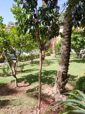 a group of trees in a yard with grass at Said MM in Marrakech