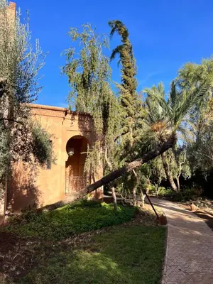 a tree laying on the side of a building at Villa kasbah de luxe, piscine et jacuzzi chauffés, jardin tropical in Marrakech