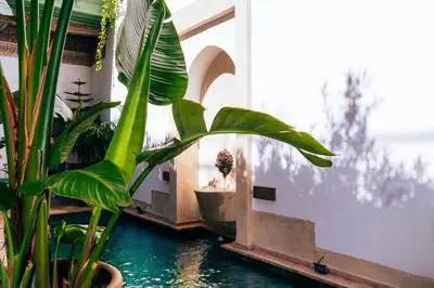 a plant in a room with a pool of water at Riad Dar Dounia in Marrakech