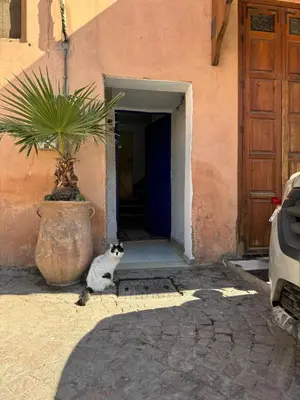 a cat sitting in front of a building with a potted plant at Maison au cœur de Marrakech in Marrakech
