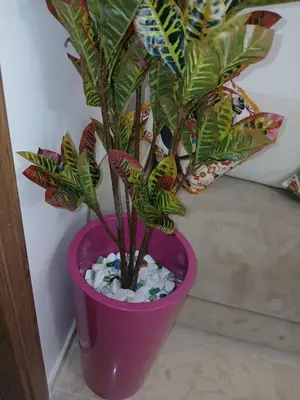 a pink vase with a plant in it at marrakech semlalia gueliz in Marrakech
