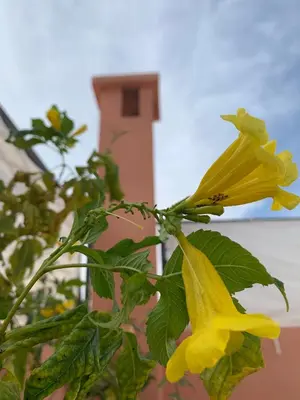 a yellow flower on a plant in front of a building at Riad Dar Mamouni in Marrakech