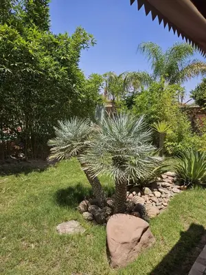 a small palm tree in a garden with rocks at Eden Lodges & SPA-Boutique Hôtel de Luxe in Marrakech
