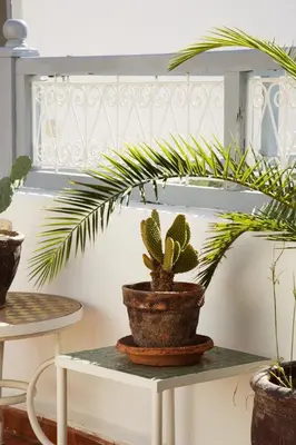 a potted plant sitting on a white table at Riad Dar Wildeve in Marrakech