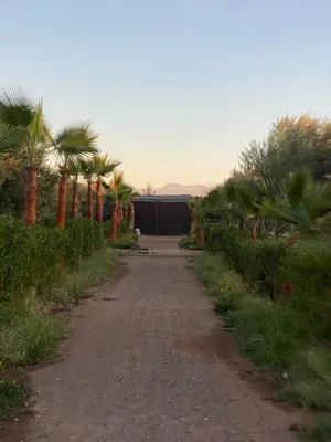 a dirt road with palm trees on either side at Waha hassan 2 in Marrakech