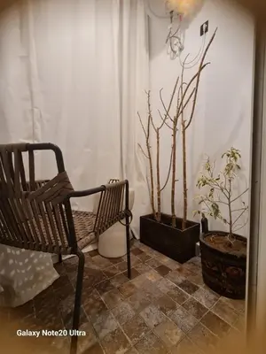 a chair and two potted plants in a room at Quiet studio in Marrakech