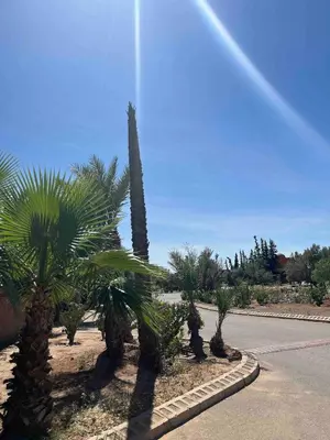a row of palm trees on the side of a road at Marrakech River Palm in Dar Caïd Layadi