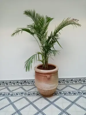 a plant in a pot sitting on a table at Quite riad in Marrakech