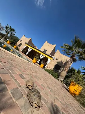 a statue of a turtle on a brick road at Splendide Villa avec piscine in Marrakech