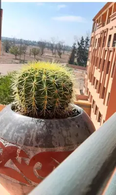 a plant in a pot sitting on a ledge at Palace-Apartment-Marrakech in Marrakech