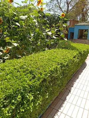 a hedge with sunflowers in a garden at Mhamid airport in Marrakech