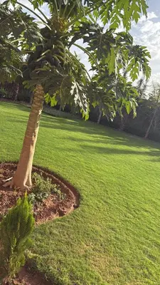 a tree in the middle of a grass field at Villa haut standig 2000 m2 in Marrakech