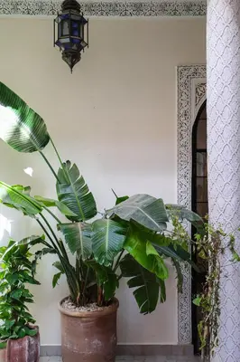 a plant in a pot in front of a doorway at Riad Olma in Marrakech