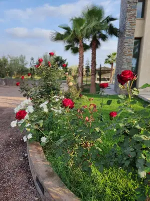 a row of red roses in a flower garden at Villa ilyana, Atlas Villa in Marrakech