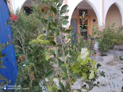 a plant in a garden next to a blue fence at dar sarsar airport 2 in Marrakech