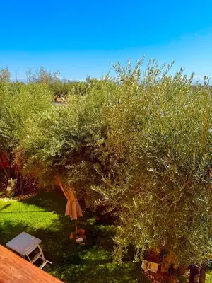 an olive tree in a yard with a table and a chair at appartement bel vue sur l'atlas in Marrakech