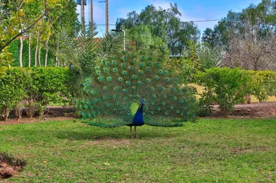 a peacock is standing in the grass with its tail at Maison safou in Marrakech