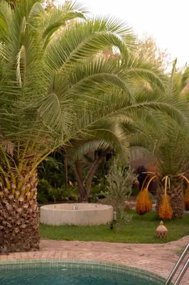 a palm tree and a swimming pool in a yard at Villa Sidi Oasis in Marrakech